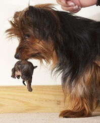 世界最小狗现身美国 身长仅9厘米体重900克 盘点最小狗 