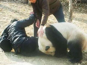 大熊猫咬人时,会不会被 击毙 奶爸通常抱回家都是这样做的