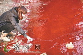 洛阳涧河市区段遭到污染 河水变成血红色 