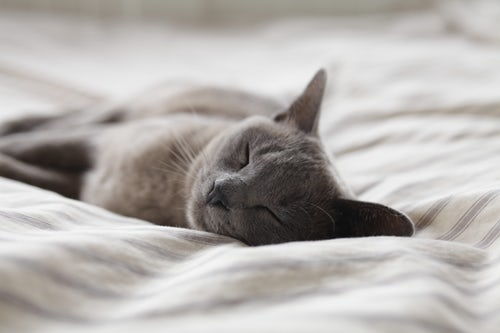 猫很享受睡眠,百无聊赖的猫会更喜欢睡觉,铲屎官需要陪猫游戏