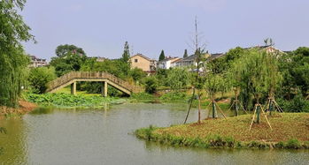 苏州冯梦龙村清明赏花指南苏州市相城区冯梦龙村游记(黄埭哪里有免费停车场地)