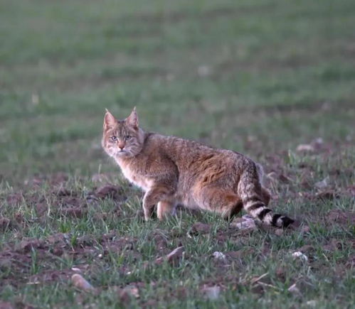 荒漠猫 成了 网红猫 ,什么是 荒漠猫 与家猫有何不同