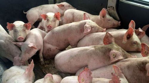猪价跌,肉价涨, 市场倒挂 预示着明年猪价还能坚挺一年