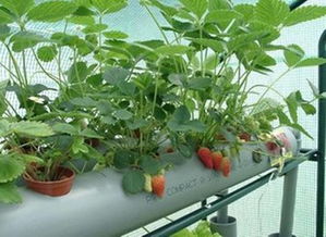 水培草莓的种植方法和技术,草莓苗怎么水培？