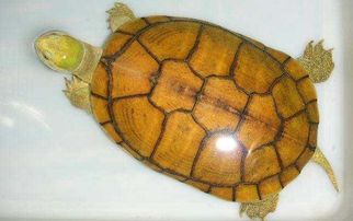 黄喉拟水龟刚出壳怎么处理？