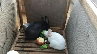 兔子吃苹果 – 