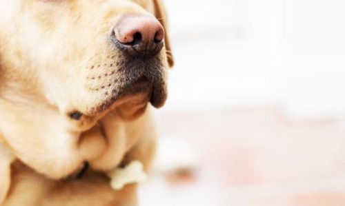 很多人都说狗能分辨癌症,是真的吗
