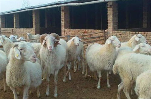 河南驻马店养20只羊一年赚多少钱