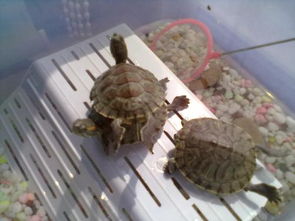 我家的乌龟晒太阳的时候,喜欢把两只后腿伸出来,这是什么原因 