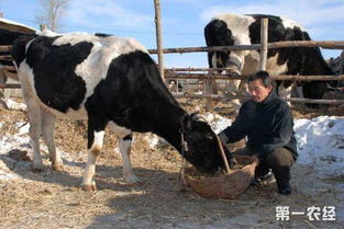 冬季养牛饲喂技巧 如何让牛在冬季增肥