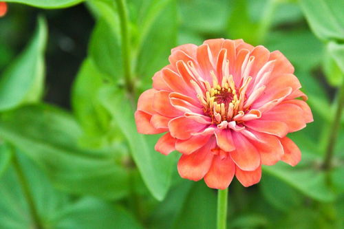 十种悲伤花的花语：凄美之选，让心灵沉浸在花香之中