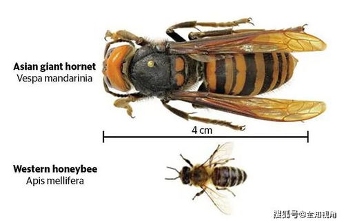 北美首现亚洲大黄蜂,可1分钟内毒死老鼠,30只屠尽3万只蜜蜂