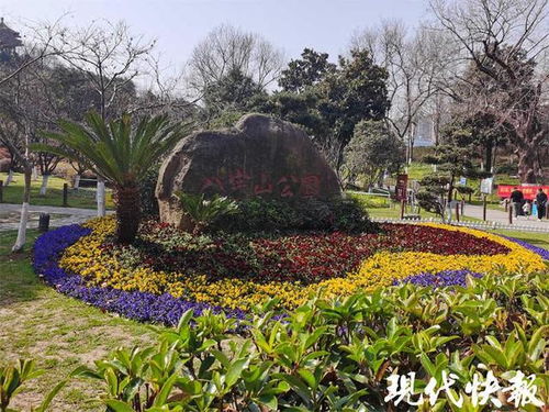 在城里住惯了 花园洋房 的这头南京野猪,会被 强制搬迁 吗