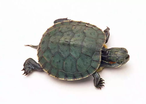 说乌龟最长寿是假的,现已出现最长寿的动物,已活405岁