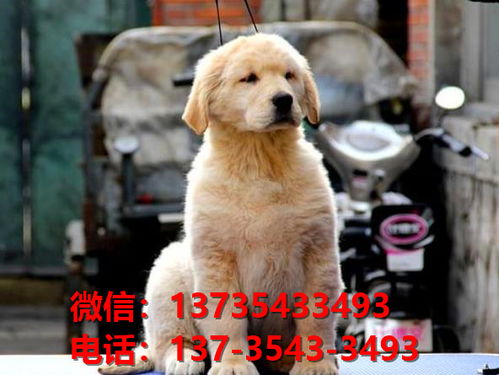 汉中宠物狗狗犬舍出售纯种金毛犬卖狗买狗地方在哪有狗市场领养