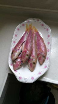 这种鱼是什么鱼 可以煮给猫吃吗 煮熟不放盐就可以了吗 