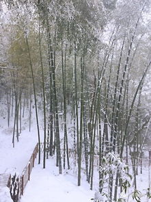 黄山 夏天和冬雪