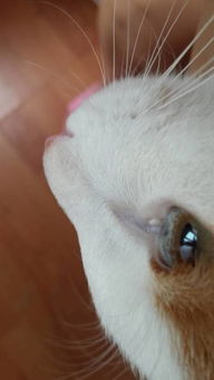你好,我的猫咪内眼角长了一个白色的肉粒,不是眼屎,怎么办 