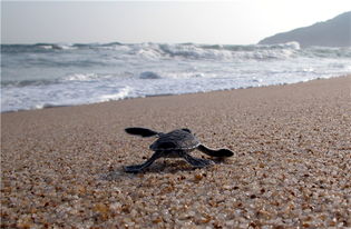 惠州设唯一国家级海龟保护区 2只海龟产卵200枚