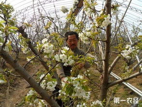 大棚樱桃花果期的管理技术