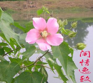 木芙蓉花什么时候修剪, 木芙蓉花什么时候修剪？</p><p></p><p><p>最佳修剪时间</p></p><