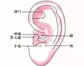 耳朵揉到痛点可能是疾病征兆 附耳朵按摩方法 