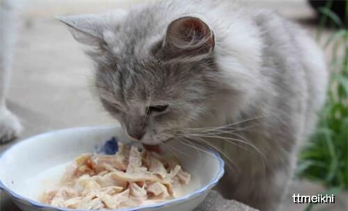 宠物知识 蓝猫一天只吃一顿饭还吃很少