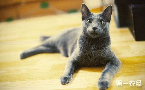 俄罗斯蓝猫多少钱一只 俄罗斯蓝猫的选购技巧