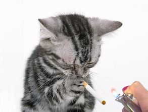 吸烟有害健康,养猫的家庭更不能有烟,猫咪吸了 二手烟 有危险