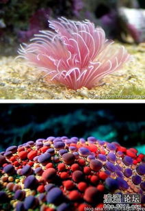 十大最贵的珊瑚 十大珊瑚排名