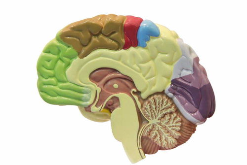 从生物学角度上讲,几岁的孩子最聪明 脑神经专家说出标准答案