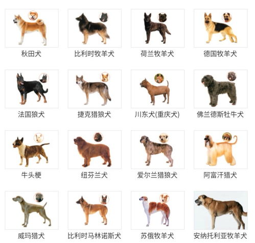广州禁养犬名单及标准一览 图 