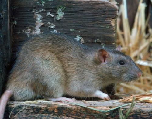 家里有老鼠,为什么每次放上粘鼠板的时候它就不在放粘鼠板的地方走了,老鼠很聪明吗 