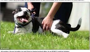 英男失业扔爱犬泄愤 法院判5年不准养宠物 