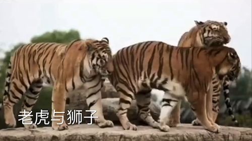 老虎与狮子同住一室斗而不伤 
