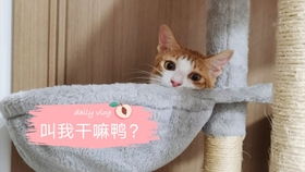 猫咪知道自己的名字吗 叫名字猫咪会答应吗 英短银渐层