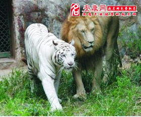 梦见狮子和老虎