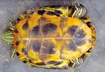 谁能告诉我着是什么龟 品种,本人怀疑是黄金龟 