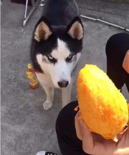 狗狗是可以吃芒果的,但要适量,不要把果皮跟果核给狗狗吃