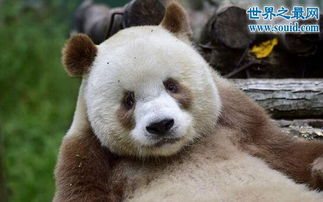 棕色大熊猫,全球现存仅一只 大熊猫返祖现象 