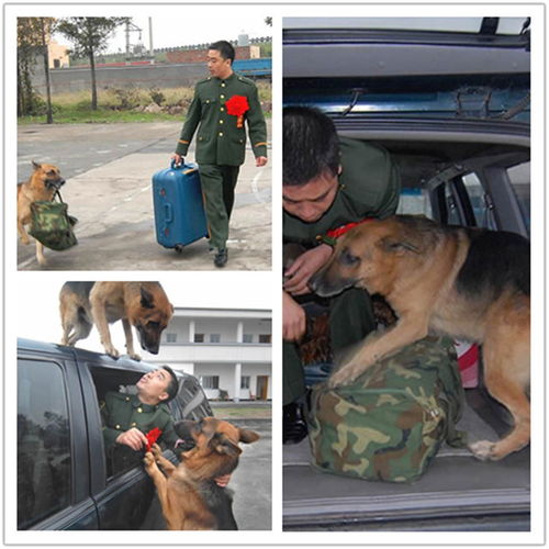 警犬卡尔是什么品种的狗,请问 我记得我小时候看过日本的个连续剧 是讲一条狗和一个女人的 那个狗的名字好像叫卡儿 还破了很多案件-第3张图片