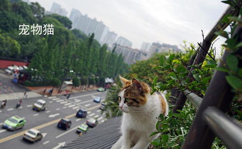 郑州某高校检查宿舍时把学生宠物猫从4楼扔下死亡,干部 系失手