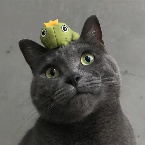 主人买了一堆青蛙玩具,只为满足猫的 青蛙王子 梦,太会宠了