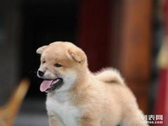 图 特价韩系纯种泰迪幼崽 可亲自上门挑选 可 北京宠物狗 