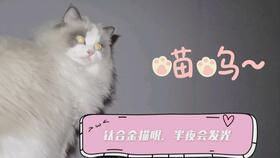 当长毛猫围脖太长 就成了拔丝猫