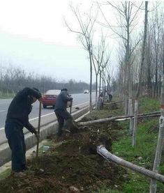 区长带头植大树 席王路 东月路近千棵大树 舞春风 