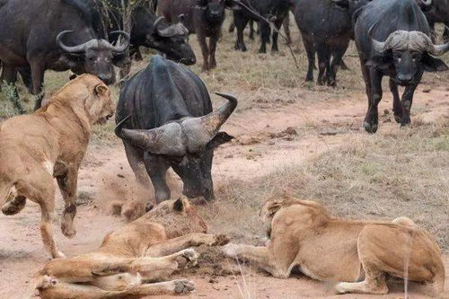 难怪野牛面对狮子攻击时,一动不动任其撕咬,看完涨知识了