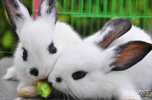 厦门野兔养殖厦门哪里有卖兔子种苗批发肉兔獭兔价格 