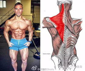 完美健身怎能不练斜方肌 5 个专门针对斜方肌的训练动作