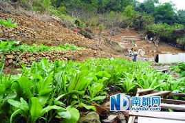 石芽岭公园遭 开垦 2000平米山坡竟变菜园 